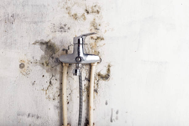 Professional Mold Remediation in Baltic, SD