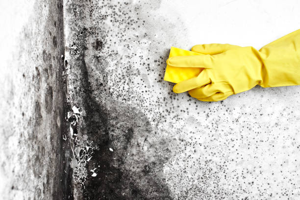 Best Mold Remediation for Specific Building Types in Baltic, SD